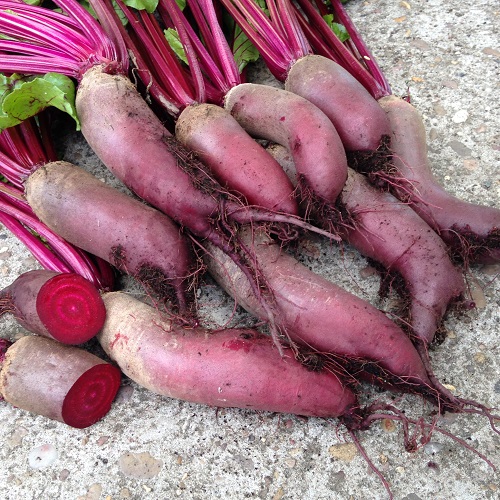 Beetroot Cylindra